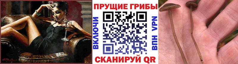 Галлюциногенные грибы GOLDEN TEACHER  мориарти формула  Мыски 